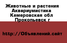 Животные и растения Аквариумистика. Кемеровская обл.,Прокопьевск г.